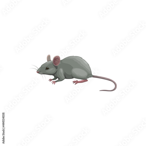 Mouse icon, pest control, rodents extermination and deratization service, isolated vector. Mouse rodent and vermin animal, domestic and agriculture sanitary disinfestation, pest control service symbol