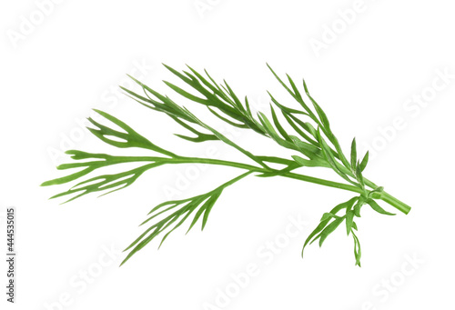 Sprig of fresh dill isolated on white