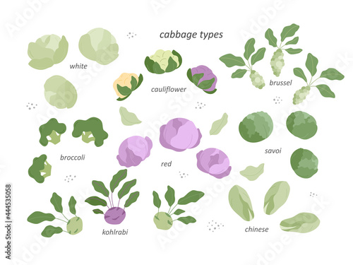 Set - types of cabbage.