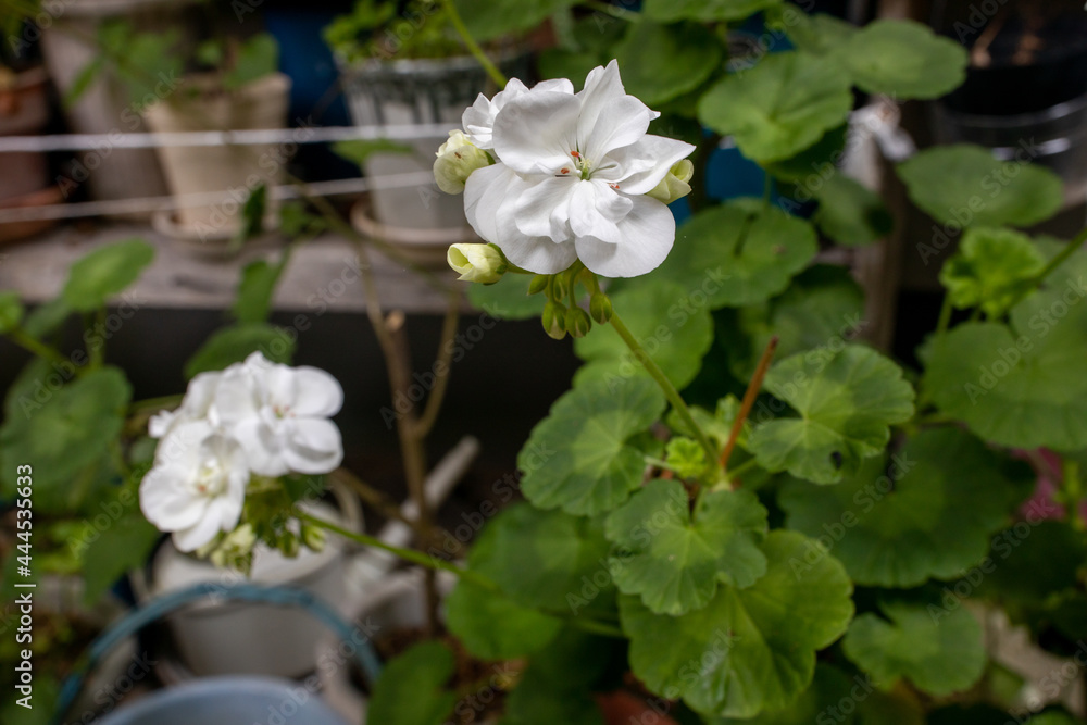 Image of white geranium flower Image of white geranium flower