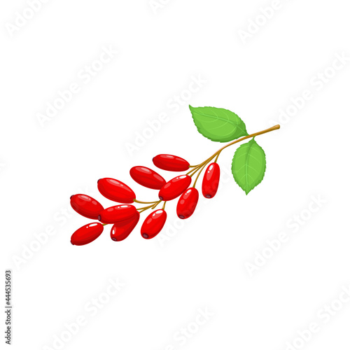 Obraz na plátně Barberry isolated branch of red berries, berberis and leaves realistic icon