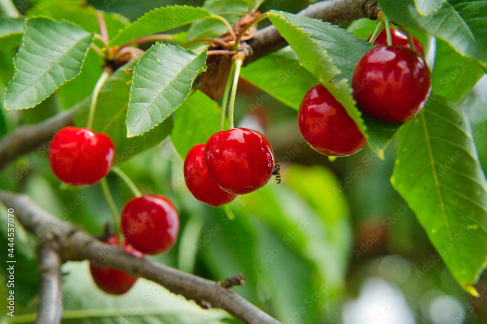 Great harvest of ripe red cherries on a tree branch in summer Great harvest of ripe red cherries on a tree branch in summer
