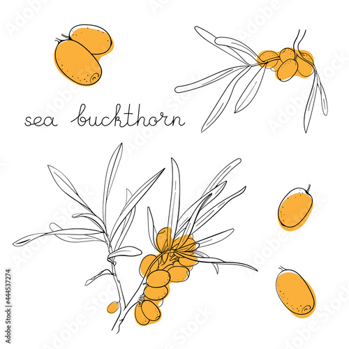 Set sea buckthorn branches on circle background. Sketch illustration berries and leaves. Hand drawn black graphic clipart