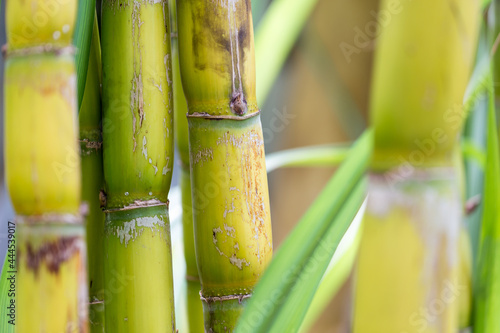 Closeup of sugar cane