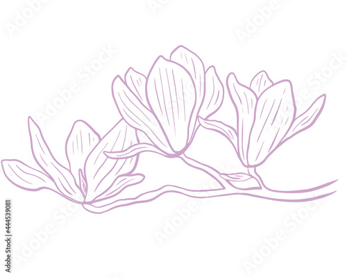 Magnolia flower minimalistic sketch  vector. Blooming of a delicate purple flower. Botanical illustration isolated branch of magnolia.
