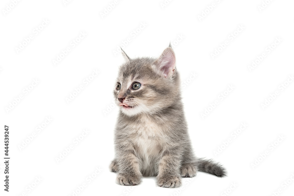Obraz premium Gray kitten isolated on a white background.