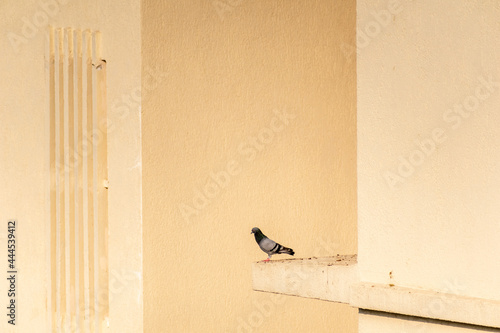 A pigeon perched on the ledge of a high rise building in suburban Mumbai. © Balaji