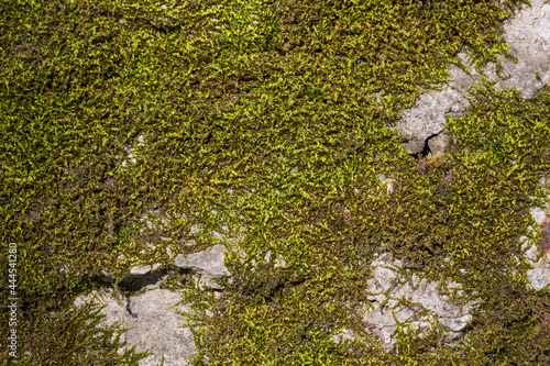 Old wall texture with moss