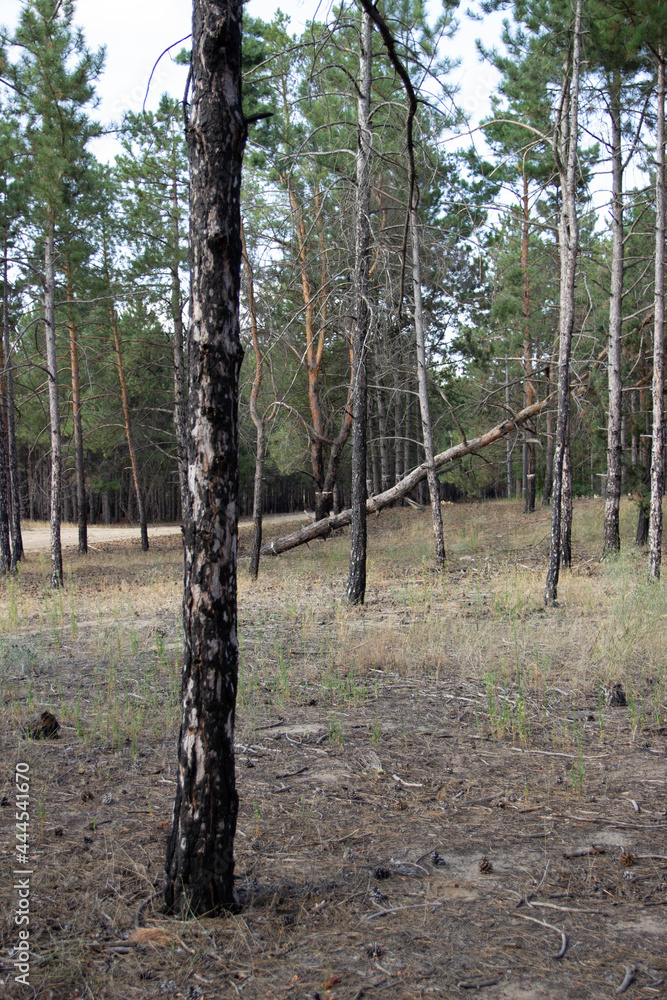 Obraz premium beautiful landscape of summer forest