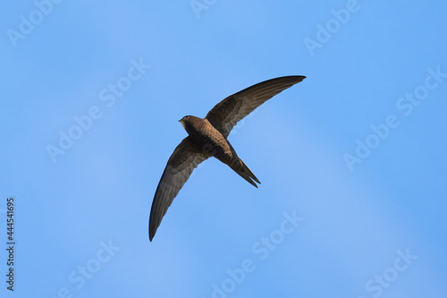 Common swift bird in flight  Apus apus 