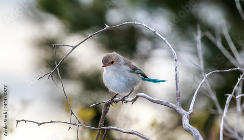 Splendid Blue Fairy Wren on a Branch