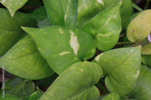 Monry Plant Leaves in high resolution  photo