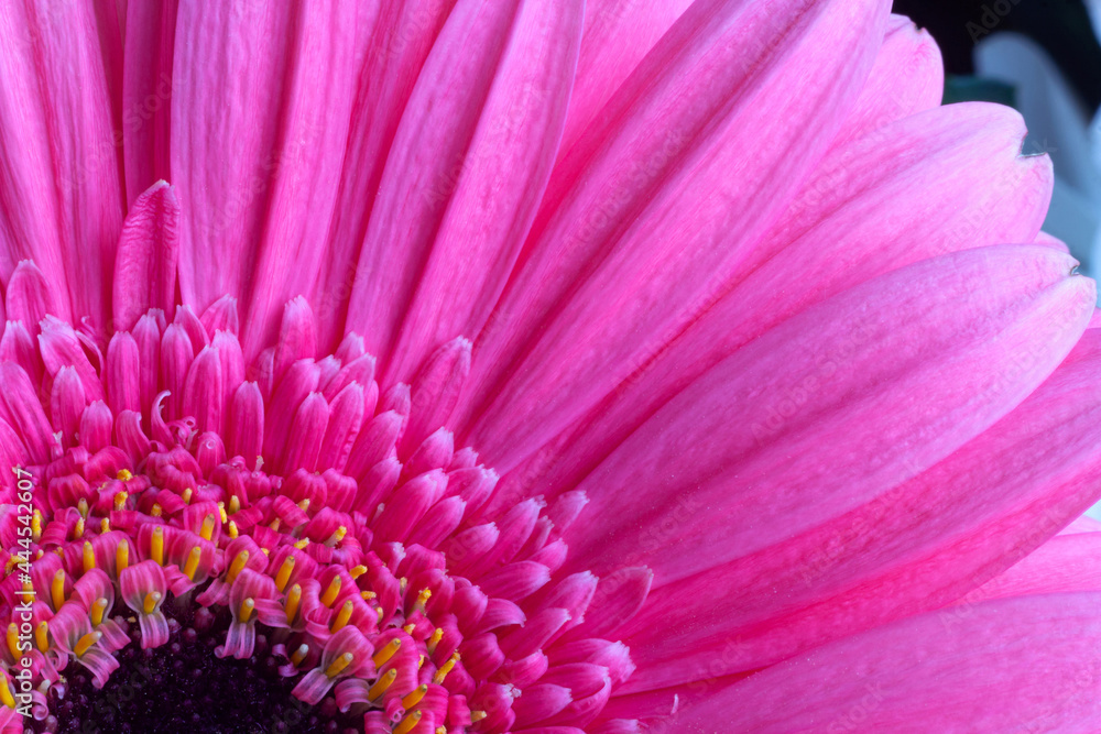 Obraz premium pink gerbera, petals macro image