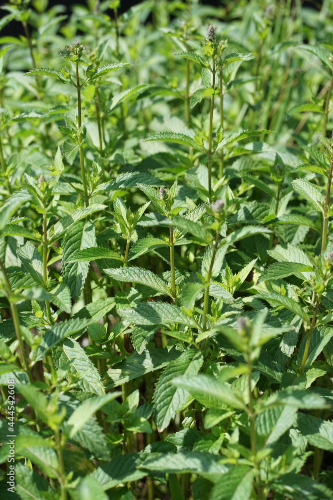 Peppermint, Mentha × piperita, also known as Mentha balsamea Wild is a hybrid mint, a cross between watermint and spearmint. Peppermint, Mentha × piperita, also known as Mentha balsamea Wild is a hybrid mint, a cross between watermint and spearmint.