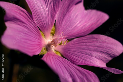  lilac mallow  lavatera  close up. place for text