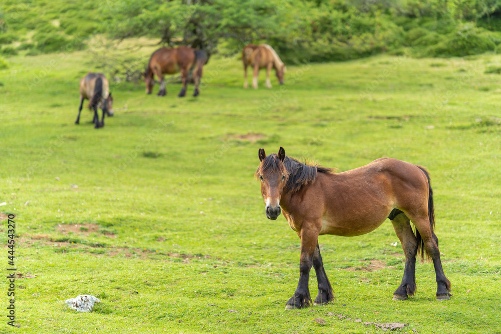 Caballos en los montes de Urbasa (Alsasua, Navarra - España). Caballos en los montes de Urbasa (Alsasua, Navarra - España).