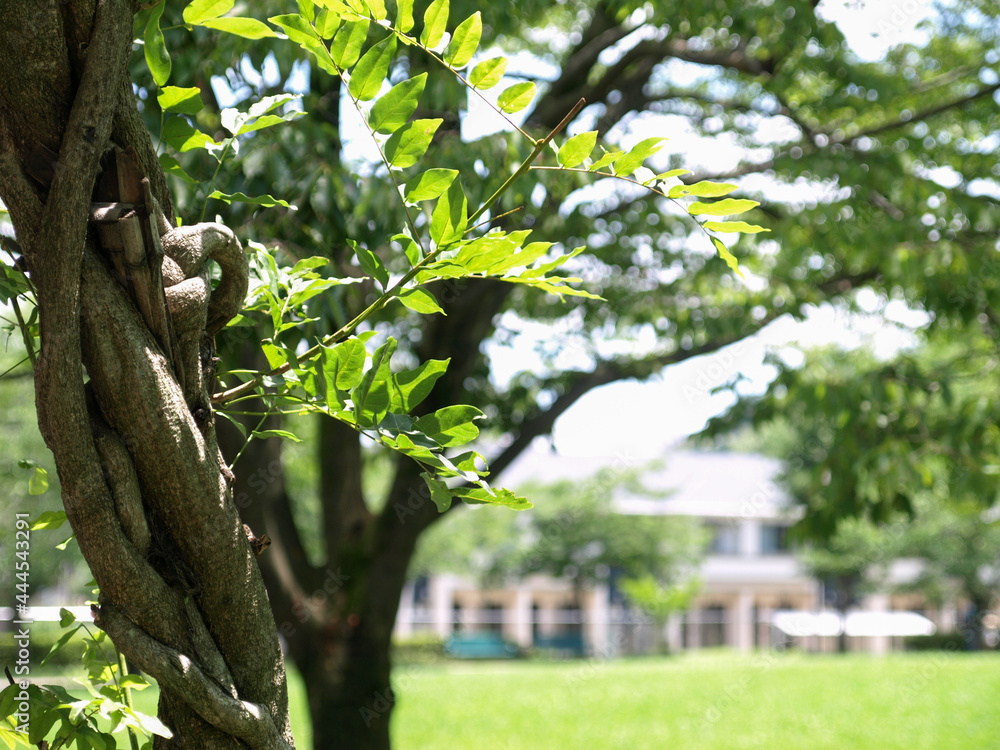 Fototapeta premium leaf