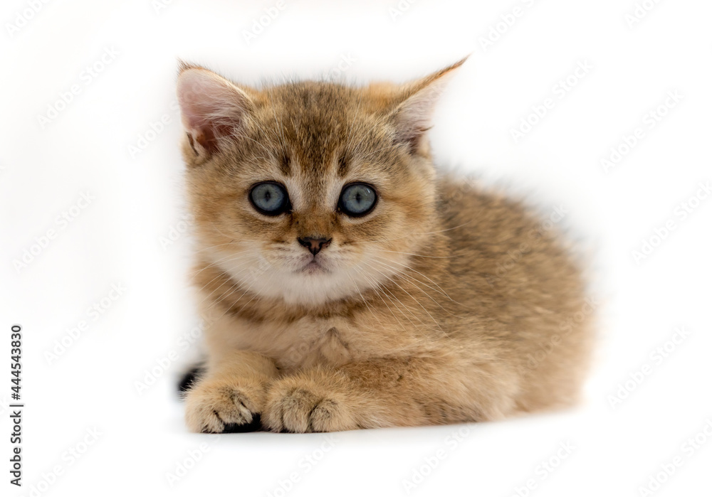 The kitten of the British breed is golden ticked on a light background