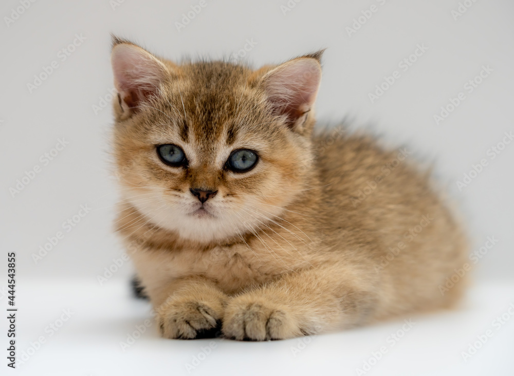 The kitten of the British breed is golden ticked on a light background