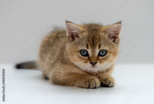 The kitten of the British breed is golden ticked on a light background