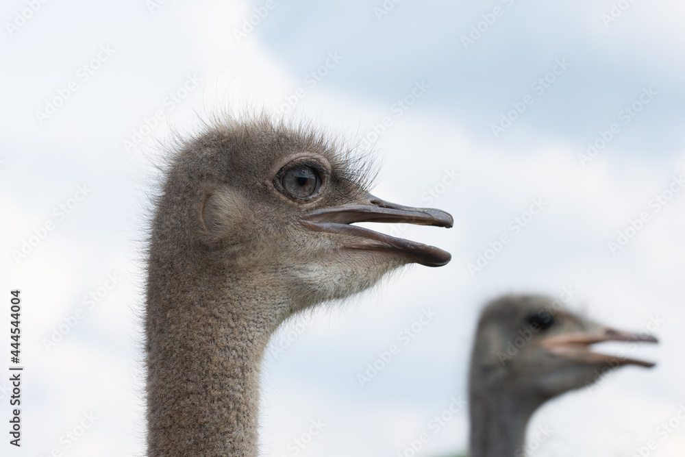 Fototapeta premium Ostrich head close up