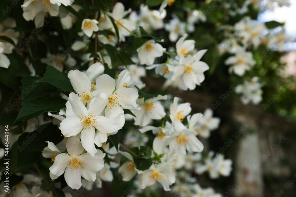 Beautiful blooming white jasmine shrub outdoors, closeup. Space for text Beautiful blooming white jasmine shrub outdoors, closeup. Space for text