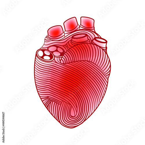 The external structure of the human heart. Anatomy of the myocardium. Wireframe from lines. 