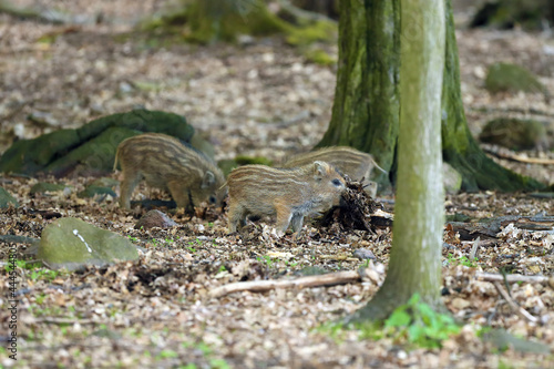 The wild boar (Sus scrofa), also known as the wild swine or Eurasian wild pig, young piglet in the forest. Three little striped piglets in the forest while feeding.