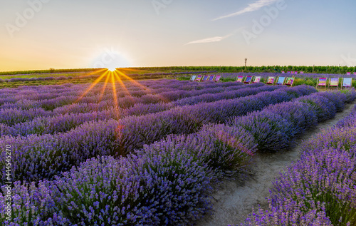 Levandule, lavender, lavender farm