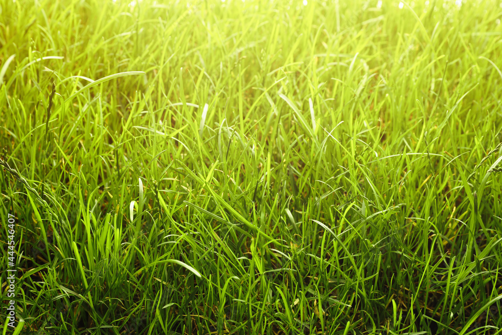 Beautiful lush green grass as background, closeup Beautiful lush green grass as background, closeup