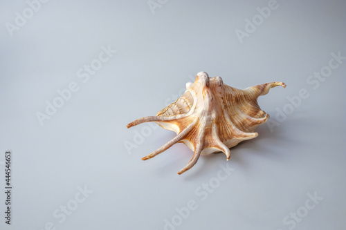Seashell on a white background