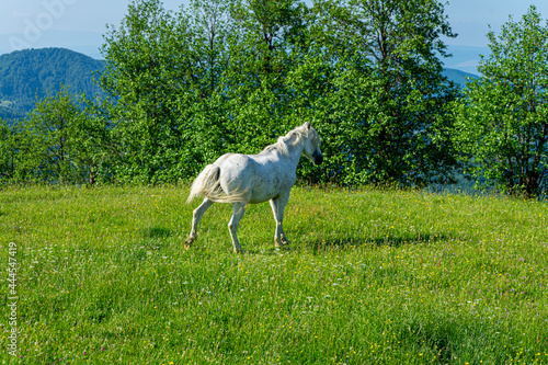 White horse on Carpathians mountains background, Ukraine