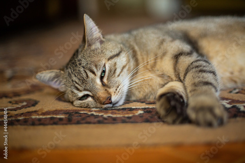 cat sleeping on the floor © VikaEmerson