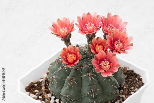 7 orange cactus flowers blooming at the same time