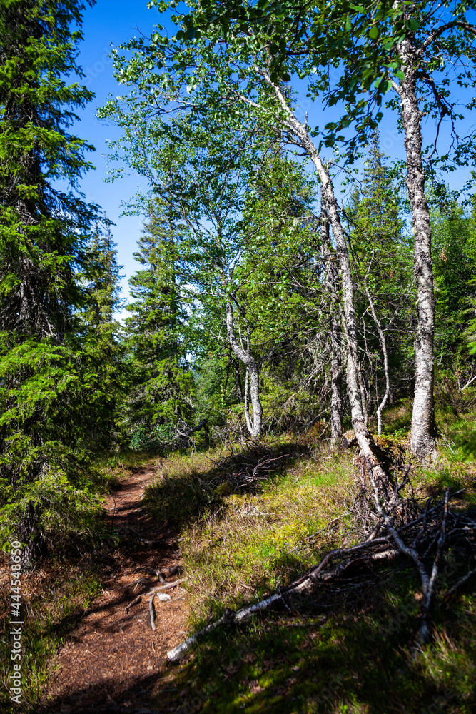 A dirt path along the mosses among the birch of the mixed forest. Between the hills under the blue sky. Trekking in Paanayarvi National Park. Karelia. A dirt path along the mosses among the birch of the mixed forest. Between the hills under the blue sky. Trekking in Paanayarvi National Park. Karelia.