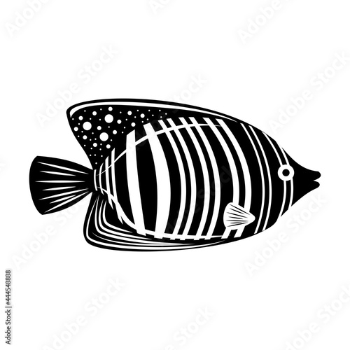 Royal angelfish. Black and white tropical fish. Isolated on white. Underwater world.