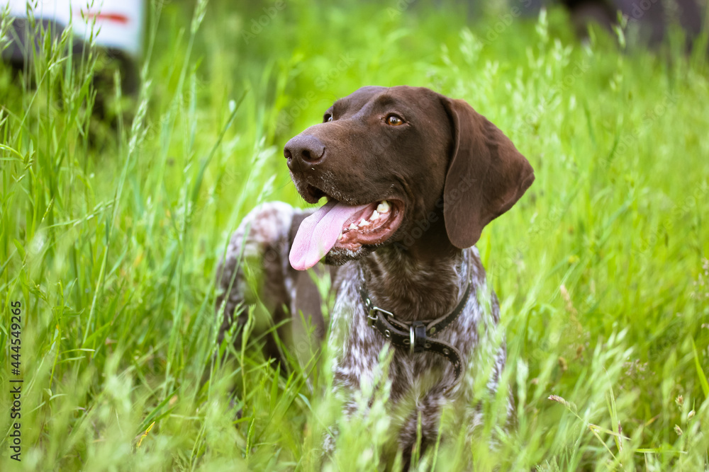 A beautiful Drathaar dog with tongue out on a green meadow at summer day. Concentrated anxious gun dog face. A German hound. A large breed of hunting dog with a collar around neck. Devoted friend A beautiful Drathaar dog with tongue out on a green meadow at summer day. Concentrated anxious gun dog face. A German hound. A large breed of hunting dog with a collar around neck. Devoted friend