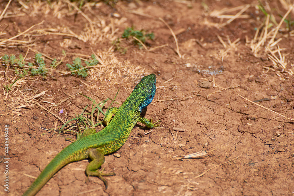 The European green lizard (Lacerta viridis) The European green lizard (Lacerta viridis)