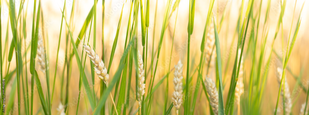 Ripe wheat in the agricultural field. Golden ears of wheat on a hot sunny day Ripe wheat in the agricultural field. Golden ears of wheat on a hot sunny day