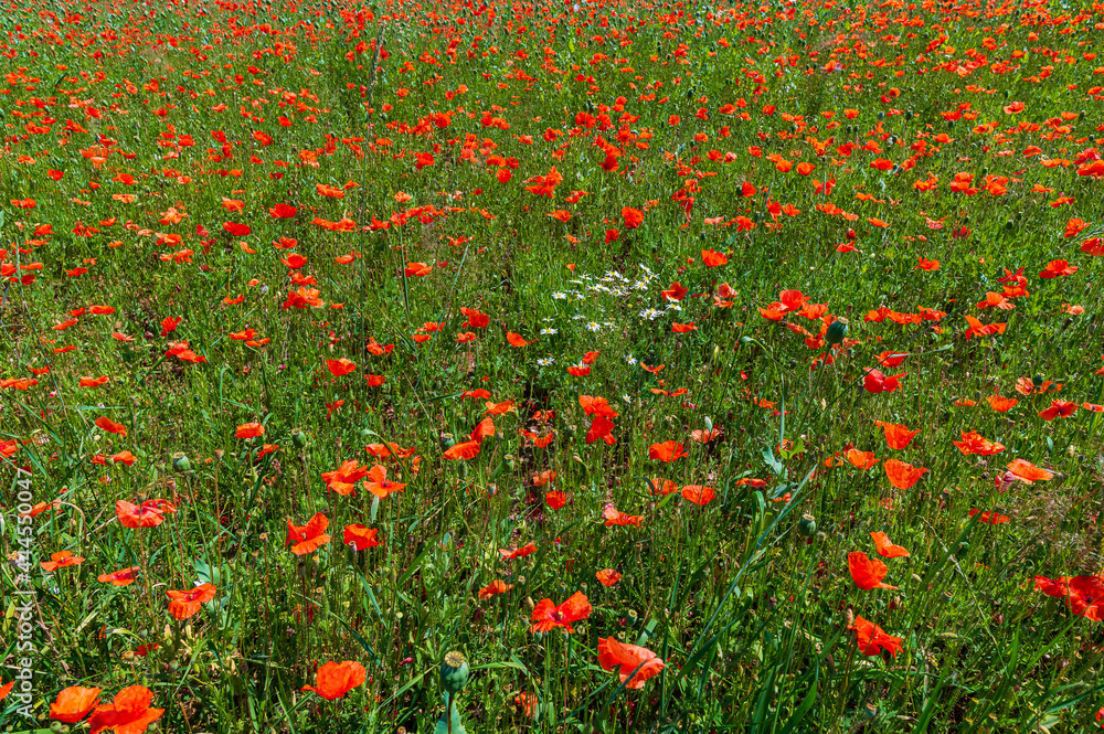 Fototapeta premium Vlčí máky, poppies, poppy field