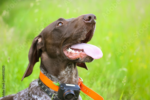 Drathaar dog with tongue out on a green meadow at summer day. Concentrated anxious gun dog face. A German hound. A large breed of hunting dog with electric collar for controlling, training. A friend.