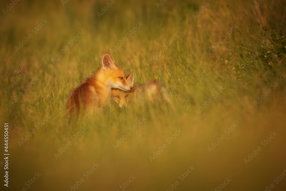Cute Fox. Green nature background. Red Fox. Vulpes vulpes. Cute Fox. Green nature background. Red Fox. Vulpes vulpes.