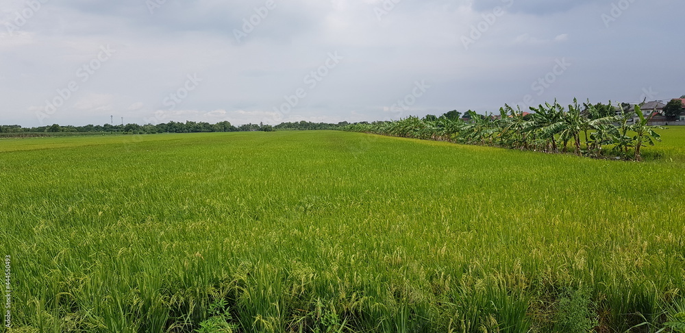 Fototapeta premium field and sky