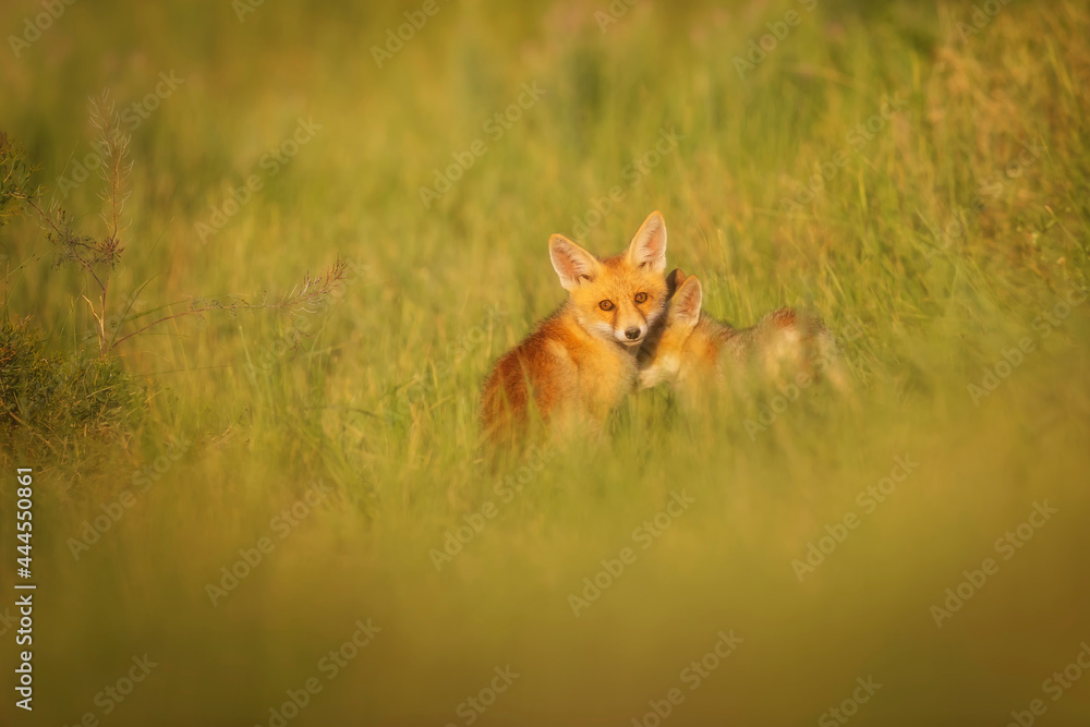 Fototapeta premium Cute Fox. Green nature background. Red Fox. Vulpes vulpes.
