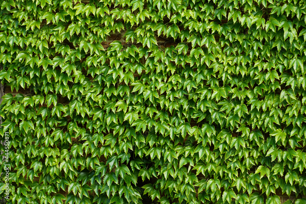 Green leaves texture background. Green leaves texture background.