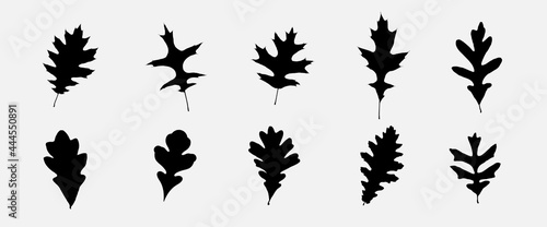 Leaf Collection. Oak Set. Tree Branches, Herbs and Flowers Flat. Black and White Plants. Vector Silhouette. Garden Leaves.