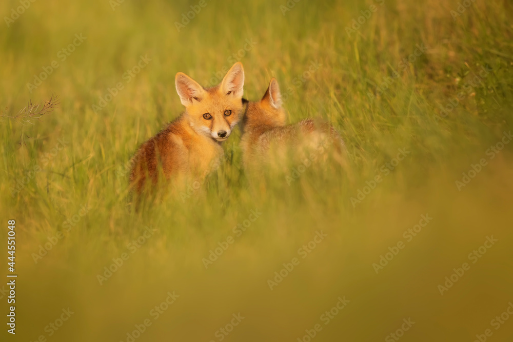 Cute Fox. Green nature background. Red Fox. Vulpes vulpes. Cute Fox. Green nature background. Red Fox. Vulpes vulpes.