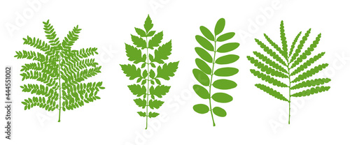 Fern Set. Green Planet. Leaf Collection. Set of Tree Branches, Herbs and Flowers Flat. Black and White Plants. Vector Silhouette. Garden Leaves.