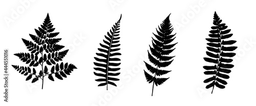 Fern Set. Green Planet. Leaf Collection. Set of Tree Branches, Herbs and Flowers Flat. Black and White Plants. Vector Silhouette. Garden Leaves.