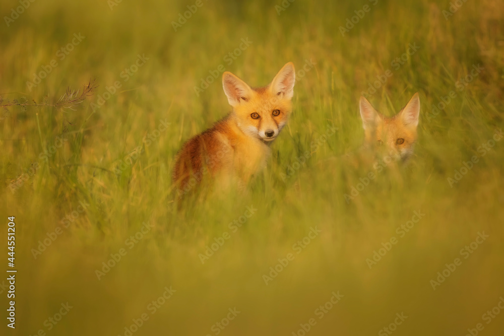 Cute Fox. Green nature background. Red Fox. Vulpes vulpes. Cute Fox. Green nature background. Red Fox. Vulpes vulpes.